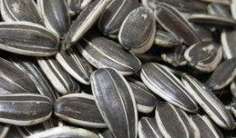 金瓜子奉旨吃瓜,揭秘宫廷中的趣味生活