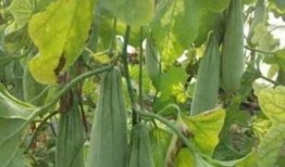 农村里吃瓜组织,欢乐农闲时光的缩影