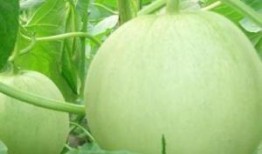 葵瓜孕妇可以吃吗,孕妇饮食中的营养佳品