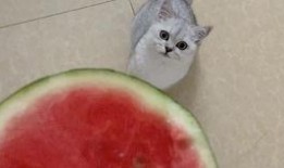 水果猫吃瓜,水果猫的夏日瓜果盛宴