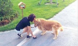 杭州遛狗吃瓜事件,宠物管理争议与社区和谐挑战