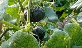 吃亲手种植的瓜,自种瓜果的甜蜜收获