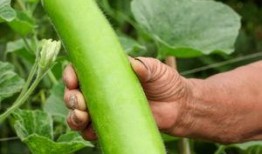 吃瓠瓜,探寻家常美味的新宠