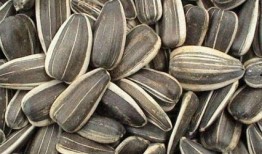 葵瓜孕妇可以吃吗,孕妇饮食中的营养佳品