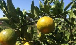 吃瓜的桔子,揭秘瓜界新宠儿的魅力与故事