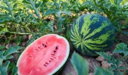 夏天吃瓜的声音,炎炎夏日里的清凉旋律