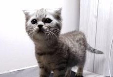 蓝喵吃瓜,揭秘娱乐圈幕后故事