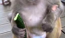 猴子怎么吃瓜