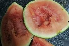 瓜发霉了还得吃吗,瓜发霉了还能吃吗？揭秘食品安全与应急处理