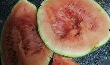 瓜发霉了还得吃吗,瓜发霉了还能吃吗？揭秘食品安全与应急处理