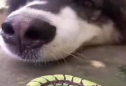 猪儿虫吃瓜,猪儿虫的瓜田奇遇记