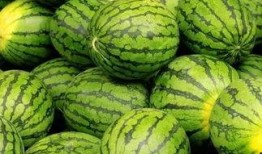 临河吃瓜大赛,一场别开生面的吃瓜大赛盛况回顾