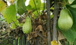 路边吃烧瓜,品味生活滋味