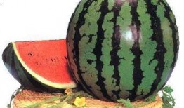 饭前可以吃瓜吗,健康饮食的误区解析