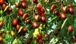 瓜枣怎么吃,教你轻松解锁健康美味吃法