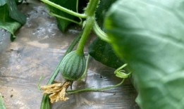 吃亲手种植的瓜,自种瓜果的甜蜜收获