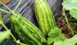 吃瓜曝光什么意思,吃瓜曝光背后的真相与内幕