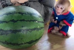 姥姥做的吃瓜,夏日消暑佳品——吃瓜记