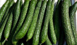 吃丑瓜能减肥,吃出健康，减掉脂肪