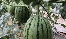 缅甸网红吃瓜,揭秘网红圈幕后故事