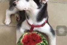 哈士奇吃瓜的图片,萌态十足，网友直呼“太可爱了！”