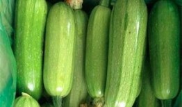 西葫芦瓜的瓜尖可以吃吗