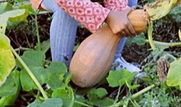 梦见偷瓜吃被发现,偷瓜吃被发现背后的心理寓意