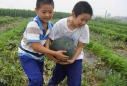 秘密基地吃瓜,吃瓜群众探秘神秘事件