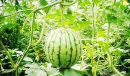 棚瓜吃有什么好吃,探寻独特风味，解锁美味新境界