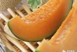 哈密瓜幼瓜能吃吗怎么吃,口感与营养的双重享受