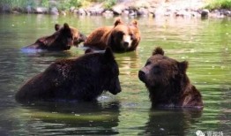 动物都会吃瓜,揭秘各种动物对瓜果的偏爱