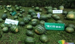 吃瓜爆料真实吗