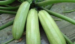 笋瓜吃瓜,一场别开生面的夏日盛宴