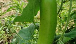 瓠子瓜炒着吃,家常菜中的清新之选