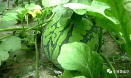 唐月明吃大瓜,揭秘吃大瓜的欢乐时光