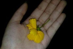 吃瓜唱歌视频大全,吃瓜唱歌视频大全，欢乐时光尽在其中