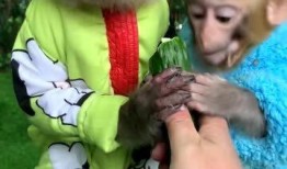 小猴吃瓜台词大全,趣味横生的幽默瞬间