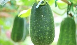 吃亲手种植的瓜,自种瓜果的甜蜜收获