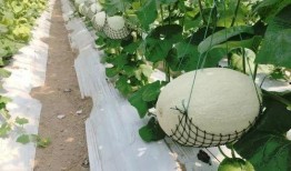 国庆吃的瓜,品味丰收喜悦