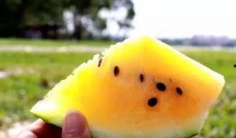 网爆热点吃瓜,揭秘吃瓜群众的狂欢盛宴