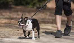 杭州遛狗吃瓜事件,宠物管理争议与社区和谐挑战