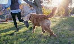杭州遛狗吃瓜事件,宠物管理争议与社区和谐挑战