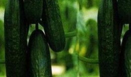 搜索周公解梦_梦到吃瓜,梦到吃瓜的吉凶预兆