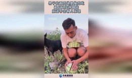 去地里偷瓜吃,一场与自然的甜蜜邂逅