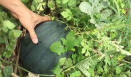 阳光开朗吃瓜人