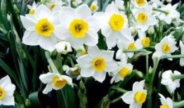 吃瓜老水仙,瓜界传奇的幕后故事