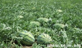 梦见在西瓜地吃瓜,西瓜地里的甜蜜诱惑