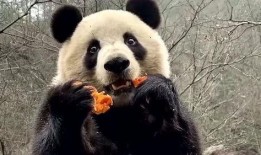 探长吃瓜熊猫斯基,熊猫斯基成谜案关键