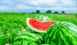 硅友吃瓜,揭秘科技圈那些不为人知的幕后故事