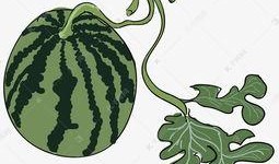 大瓜吃瓜素材图片大全,揭秘娱乐圈幕后故事，海量素材图片大公开